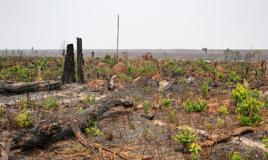 Cambodian sanctuary ravaged by logging