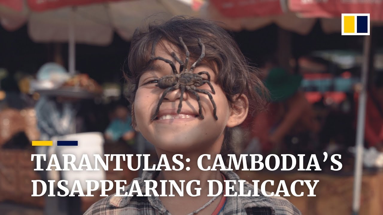 Tarantulas: Cambodia&#8217;s disappearing delicacy